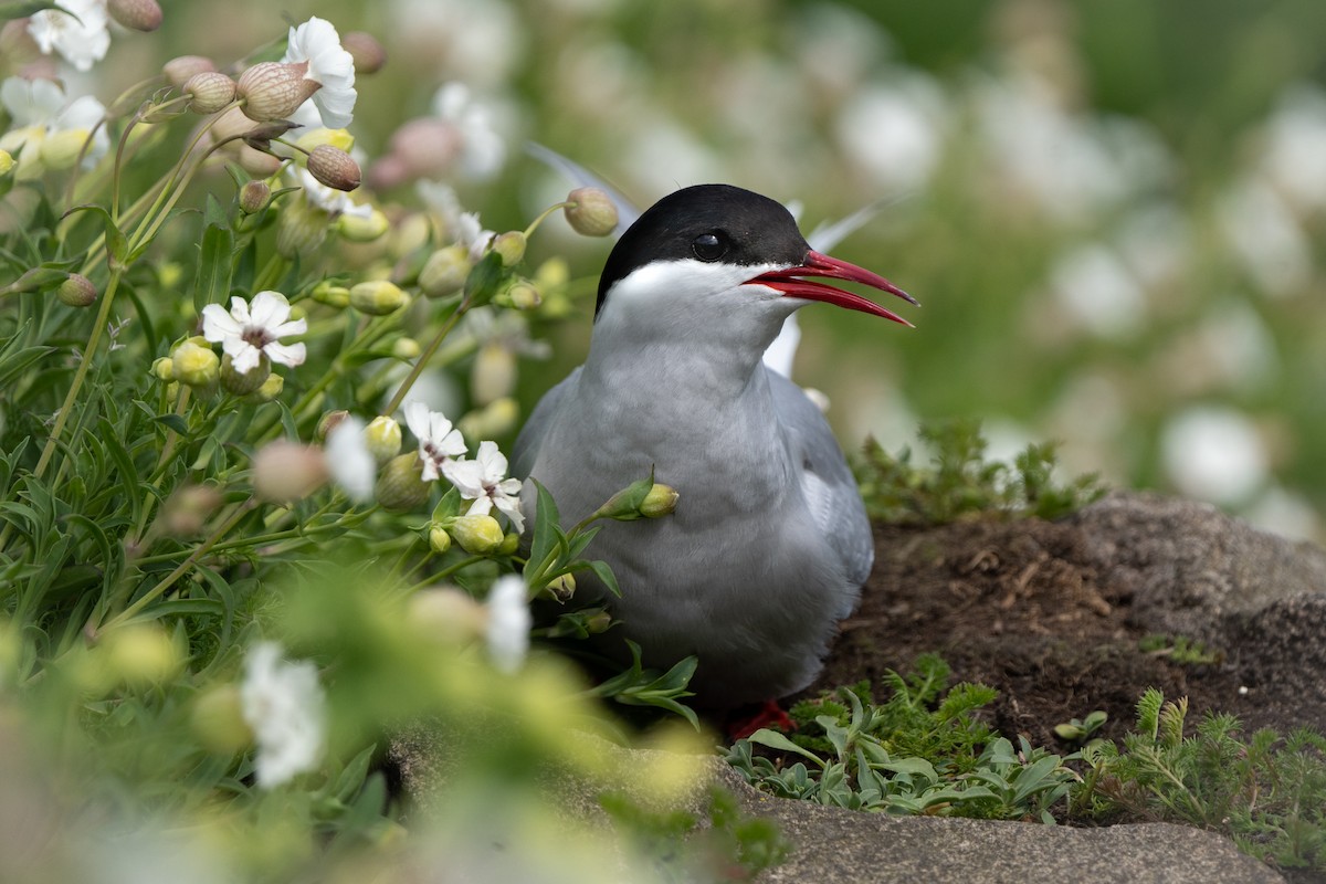 Arctic Tern - Chris Vyvyan-Robinson