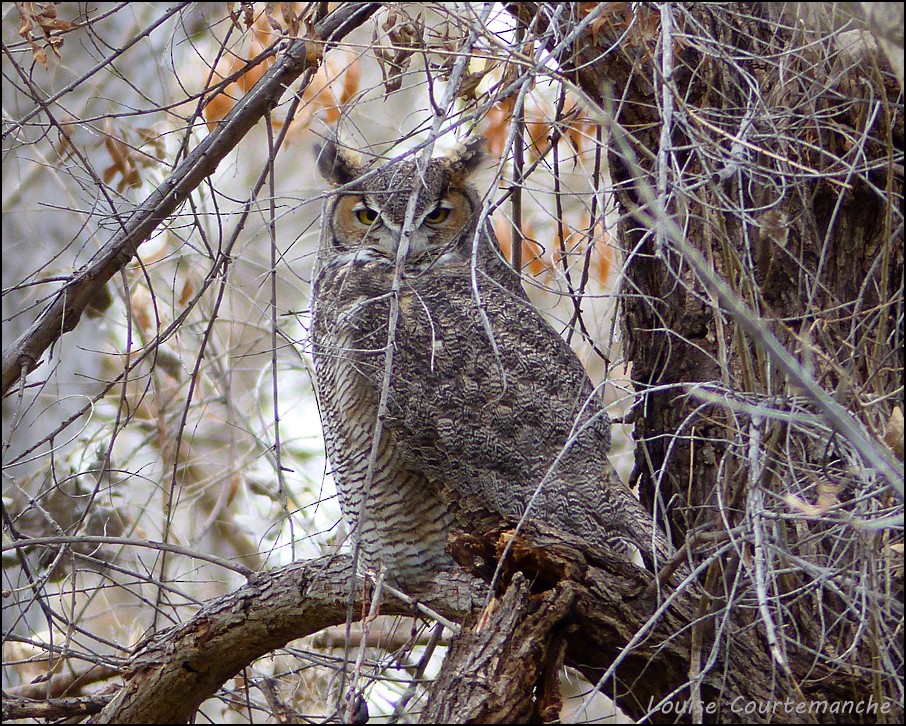 Great Horned Owl - Louise Courtemanche 🦅