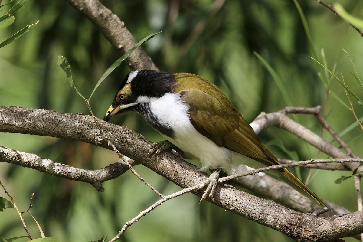 Blue-faced Honeyeater - ML453218731