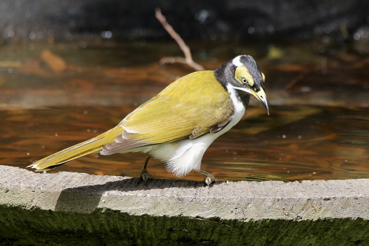 Blue-faced Honeyeater - ML453218751