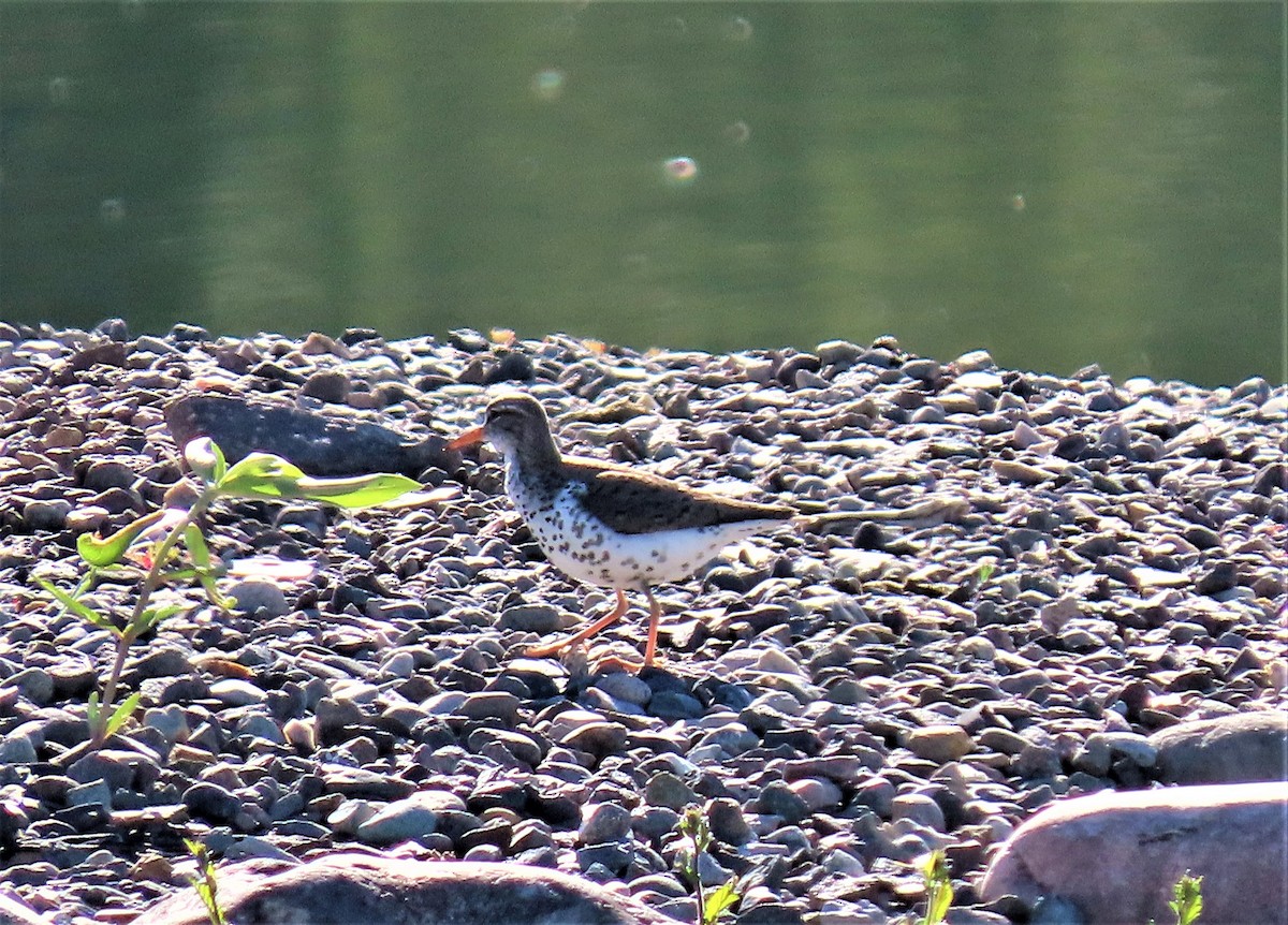 Spotted Sandpiper - Sandy Beranich