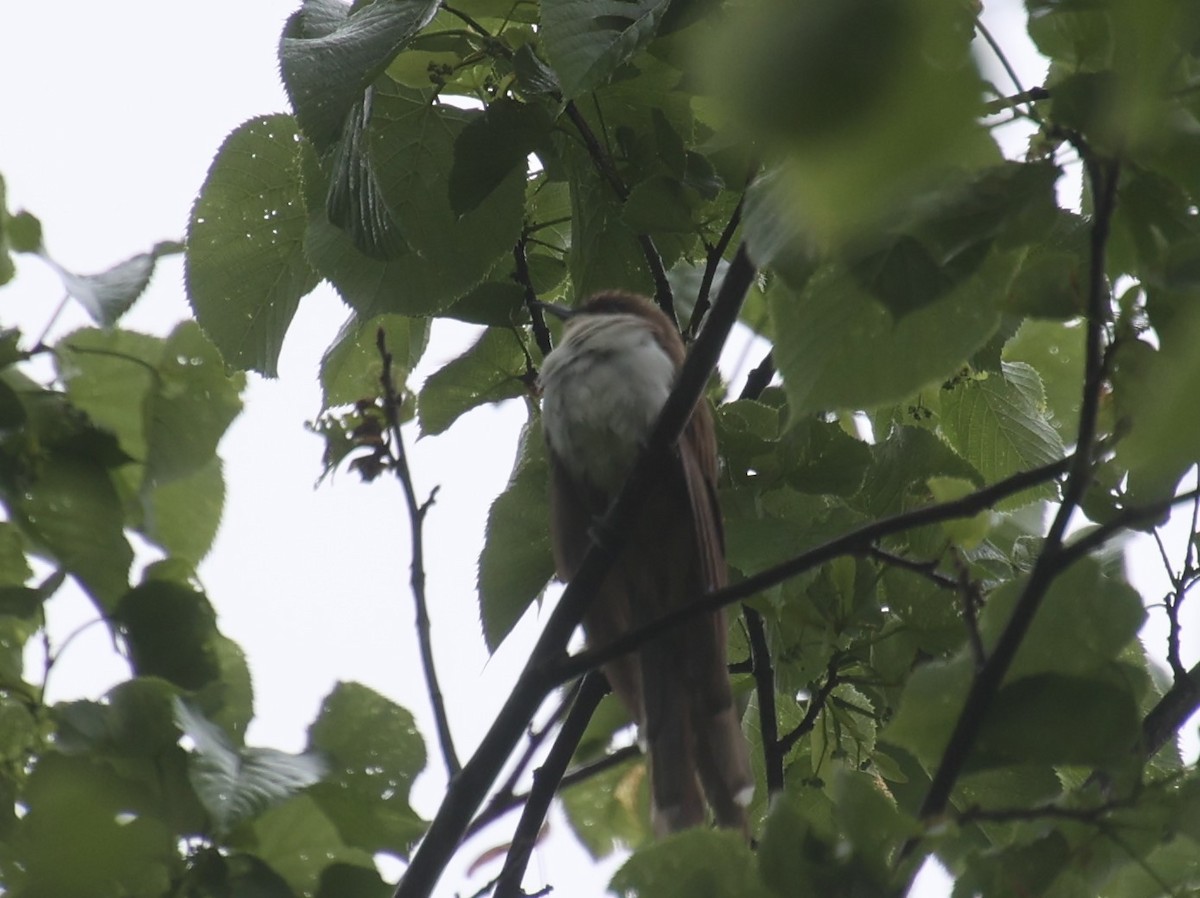 Black-billed Cuckoo - ML453221851