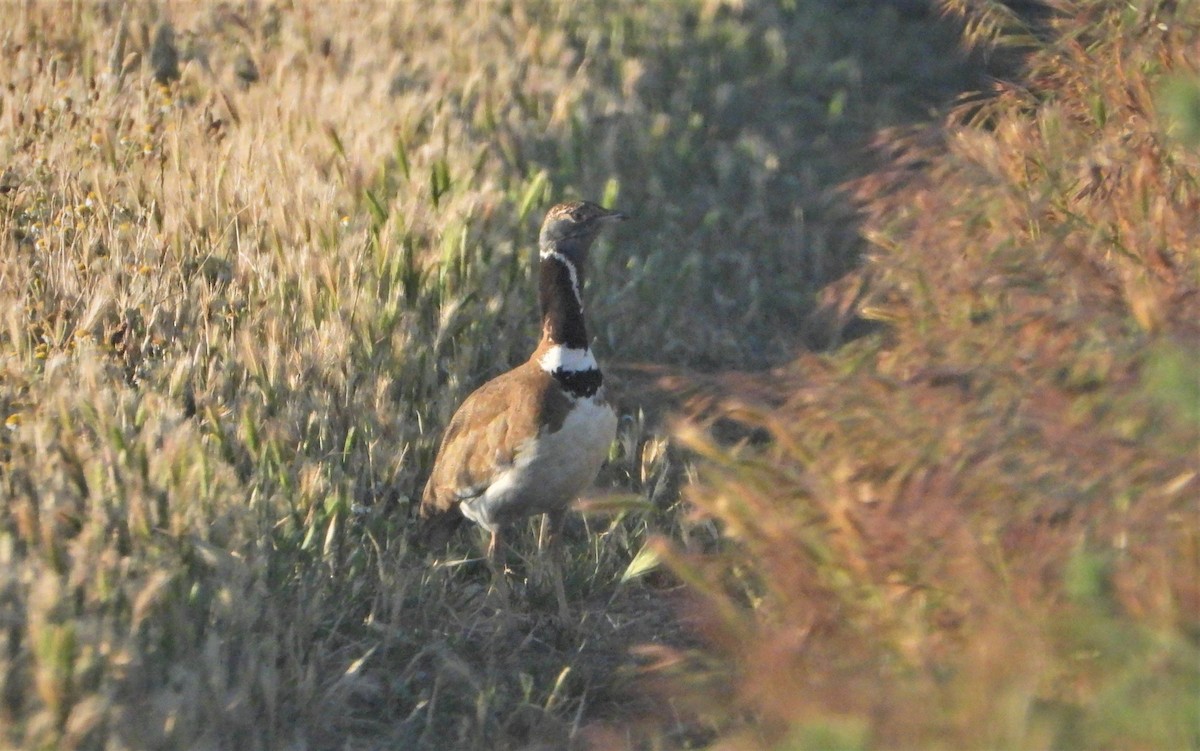 Little Bustard - ML453223291