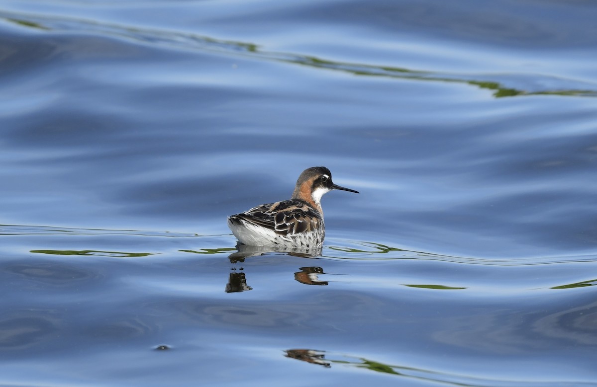 Red-necked Phalarope - Steve Bennett