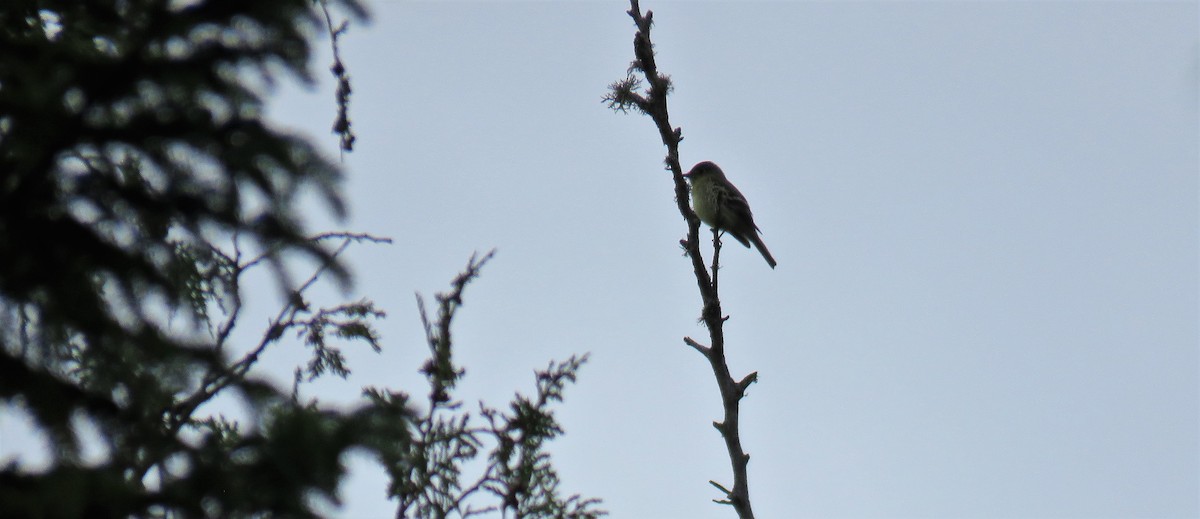 Yellow-bellied Flycatcher - ML453224311