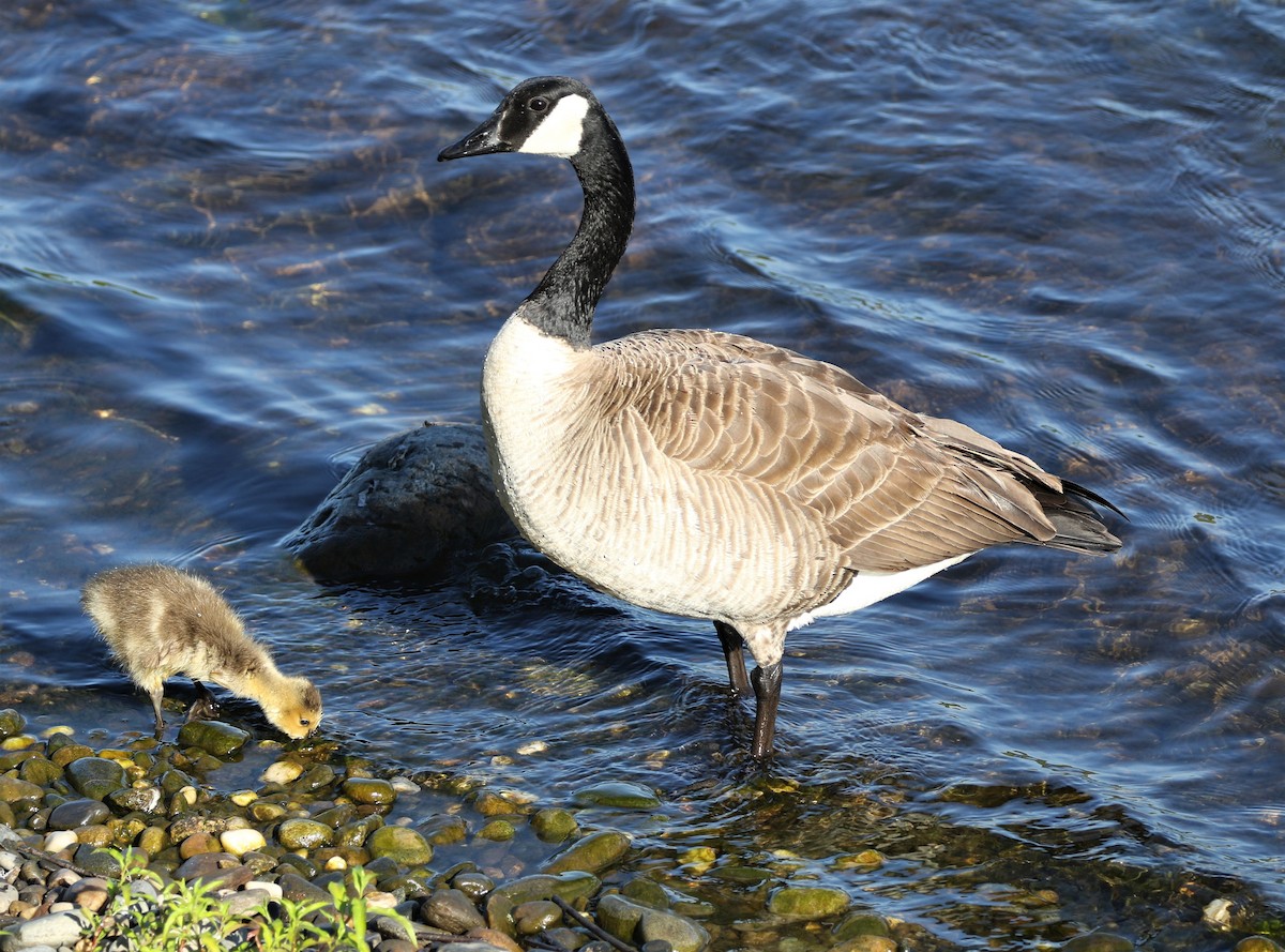 Canada Goose - ML453224501