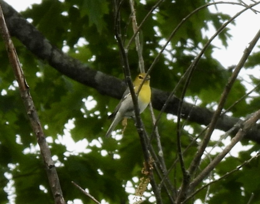 Vireo Gorjiamarillo - ML453224651