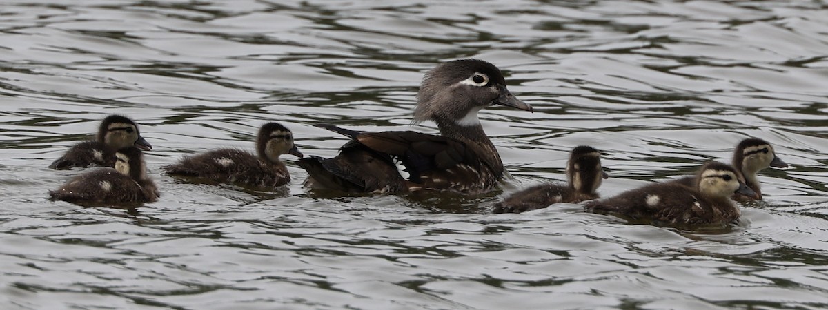 Wood Duck - ML453224871