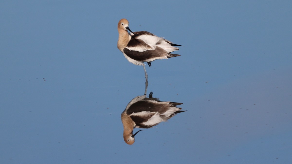 American Avocet - ML453224901