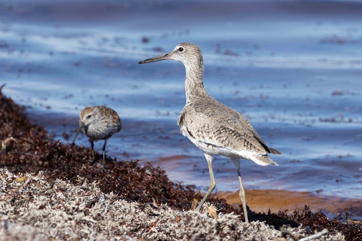 Willet - ML453226351