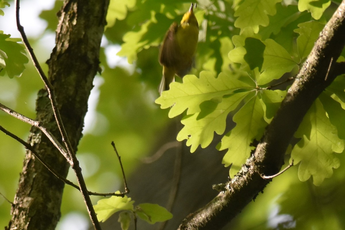 Hooded Warbler - ML453227251