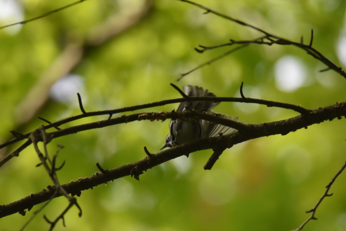 Black-and-white Warbler - ML453227361