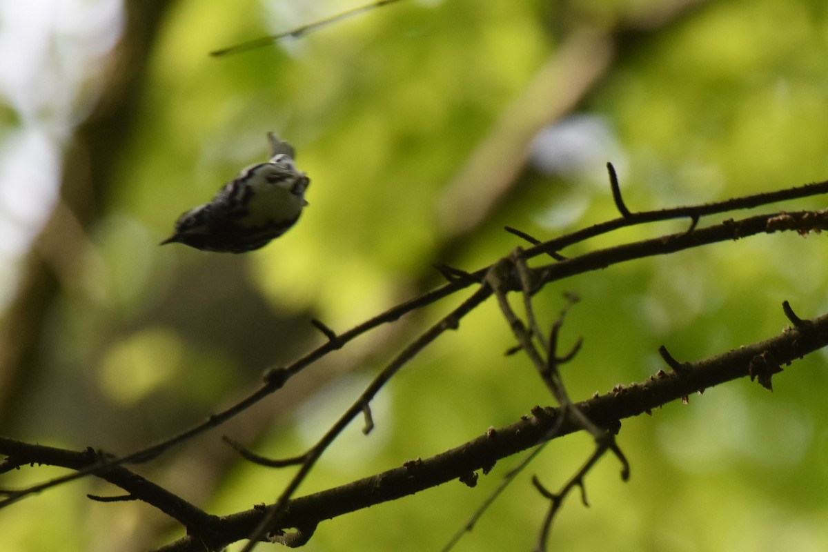 Black-and-white Warbler - ML453227421