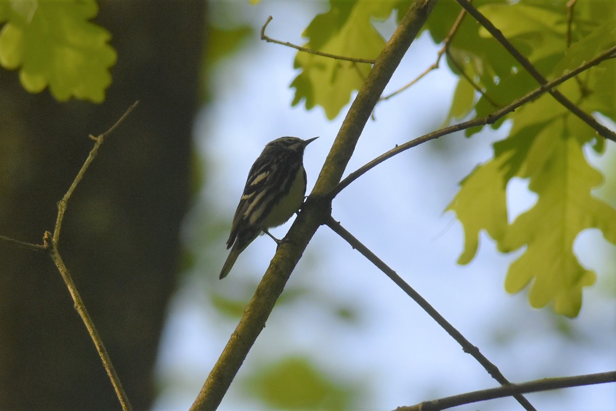 Black-and-white Warbler - ML453227451