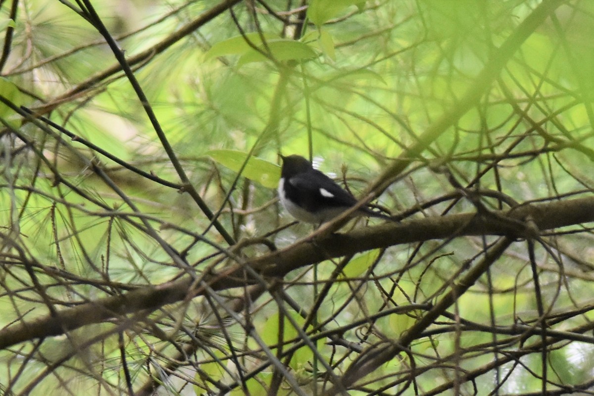 Black-throated Blue Warbler - ML453227541