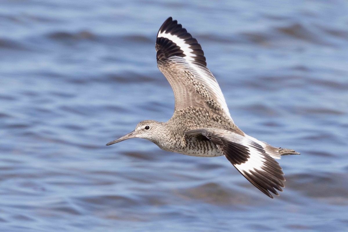 Willet - ML453227641