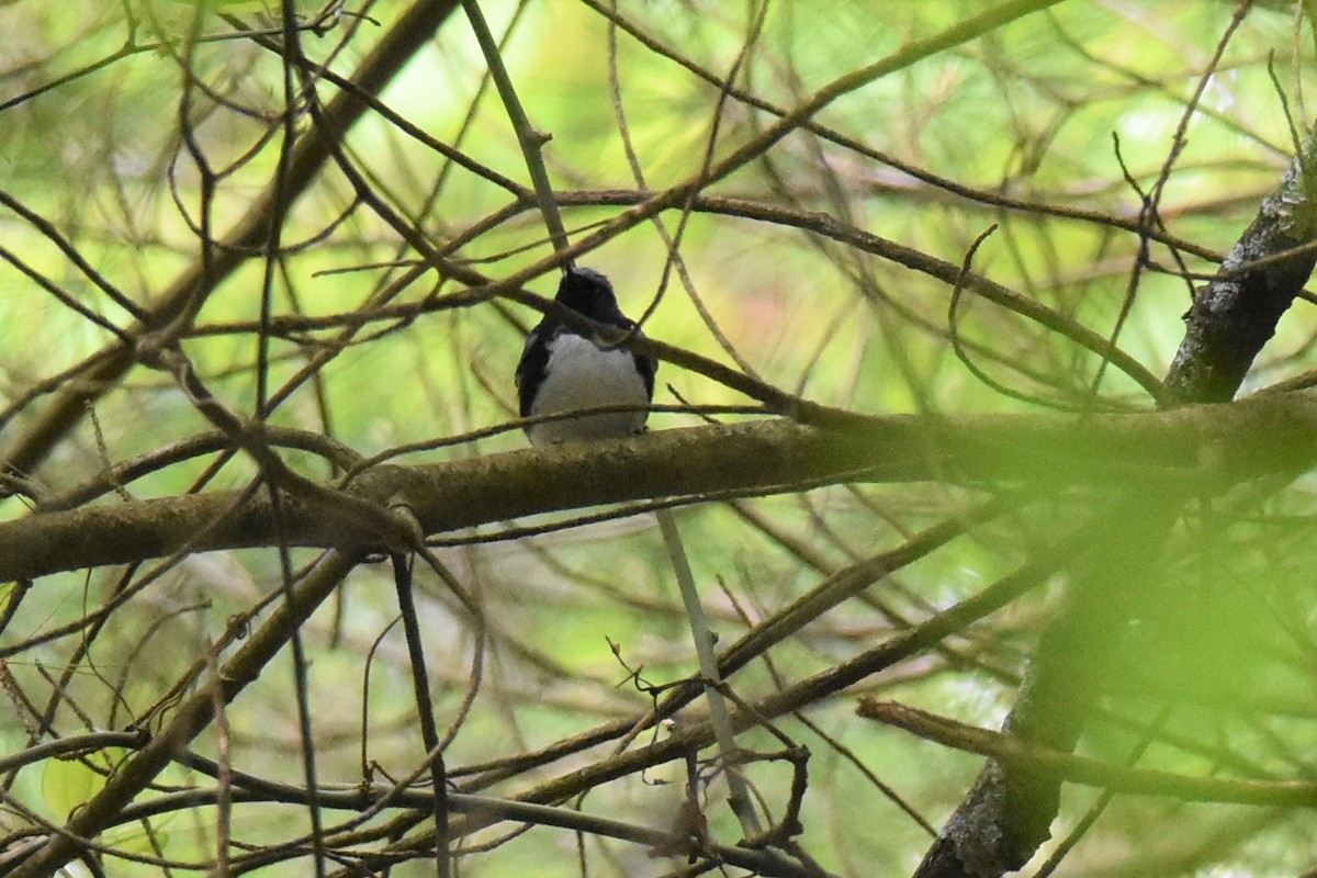 Black-throated Blue Warbler - ML453227751