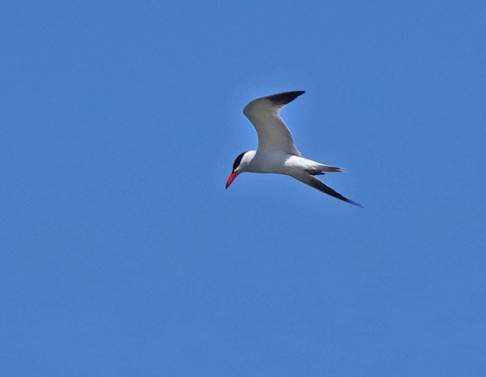 Caspian Tern - ML453228111