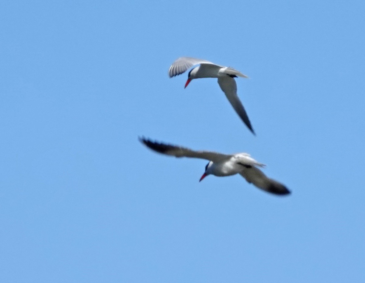 Caspian Tern - ML453228611