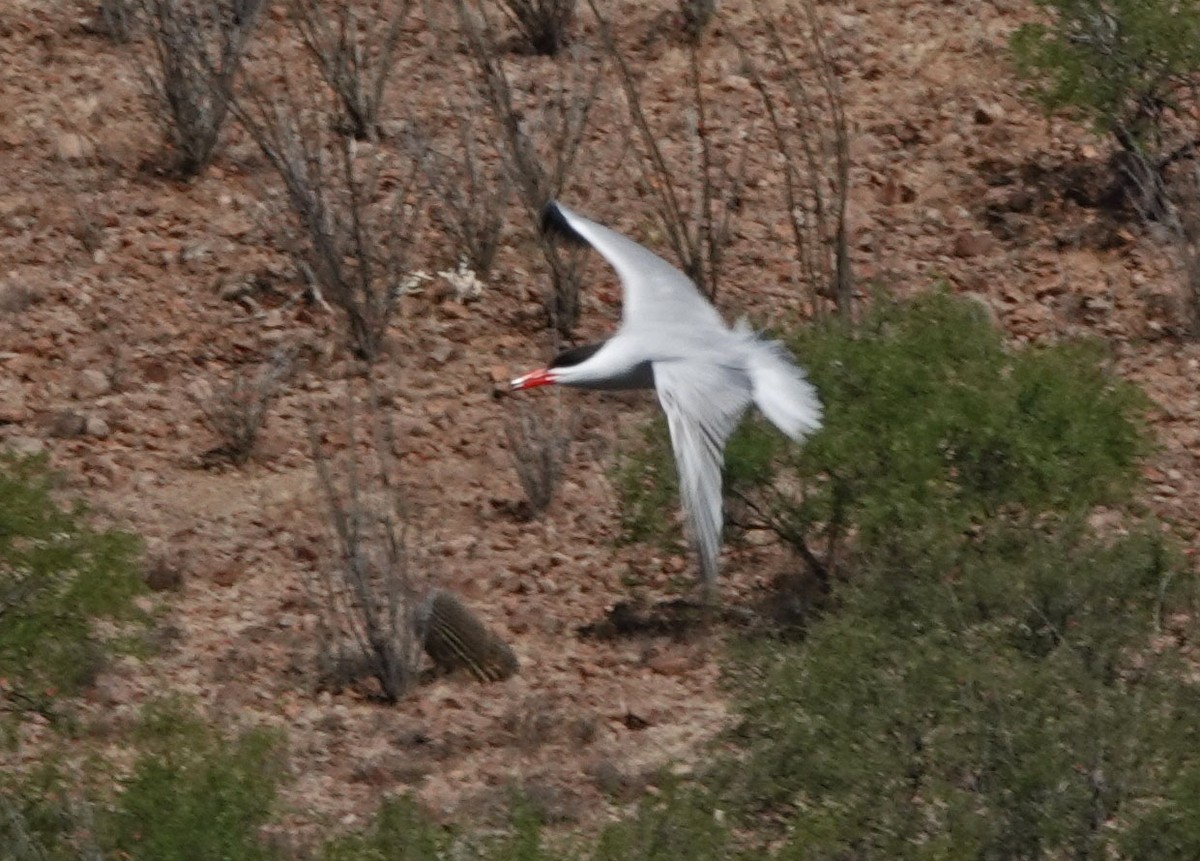 Caspian Tern - ML453228661