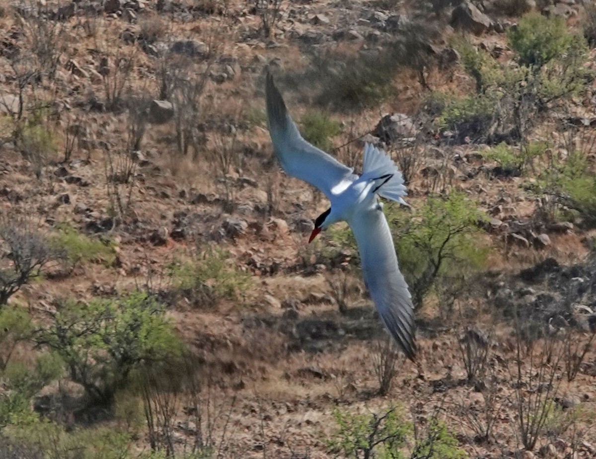 Caspian Tern - ML453228791