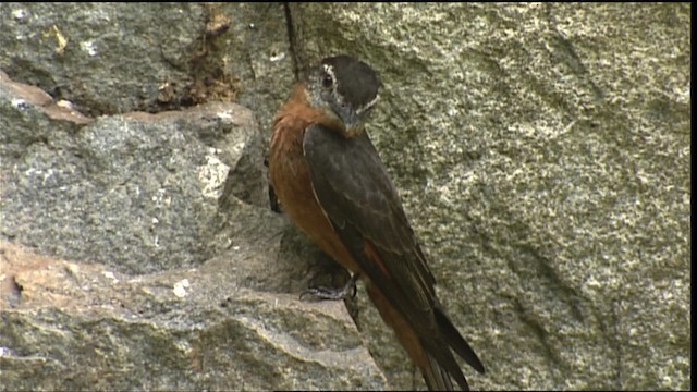 Cliff Flycatcher (Cliff) - ML453229