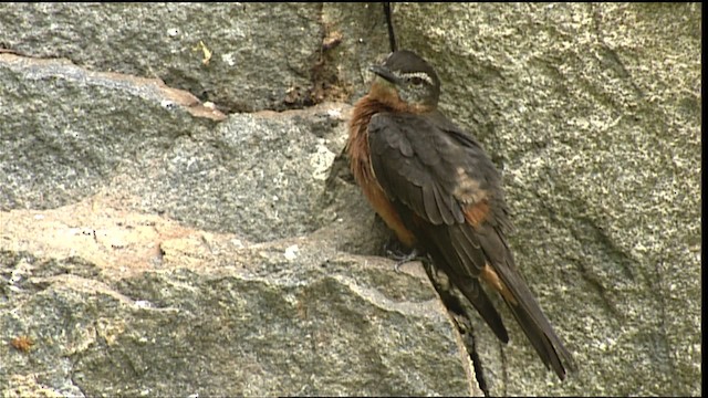 Cliff Flycatcher (Cliff) - ML453230