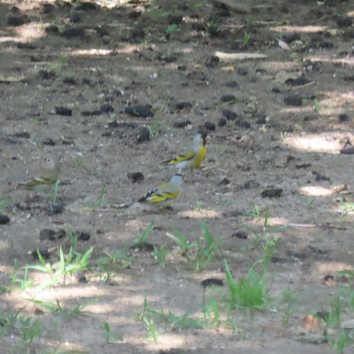 Lawrence's Goldfinch - ML453230341