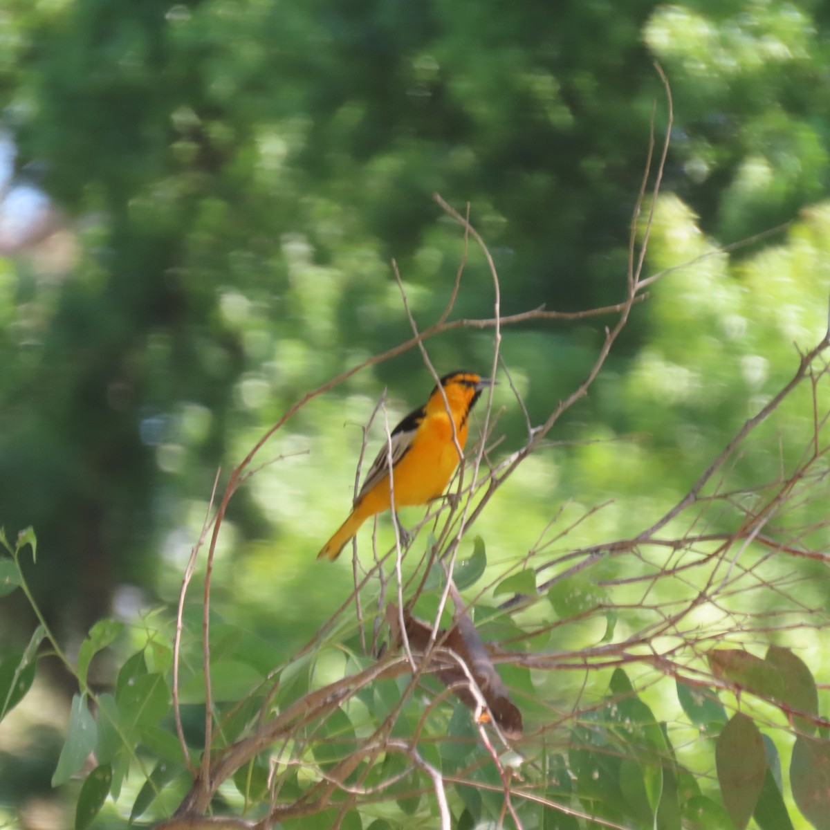 Bullock's Oriole - ML453230581