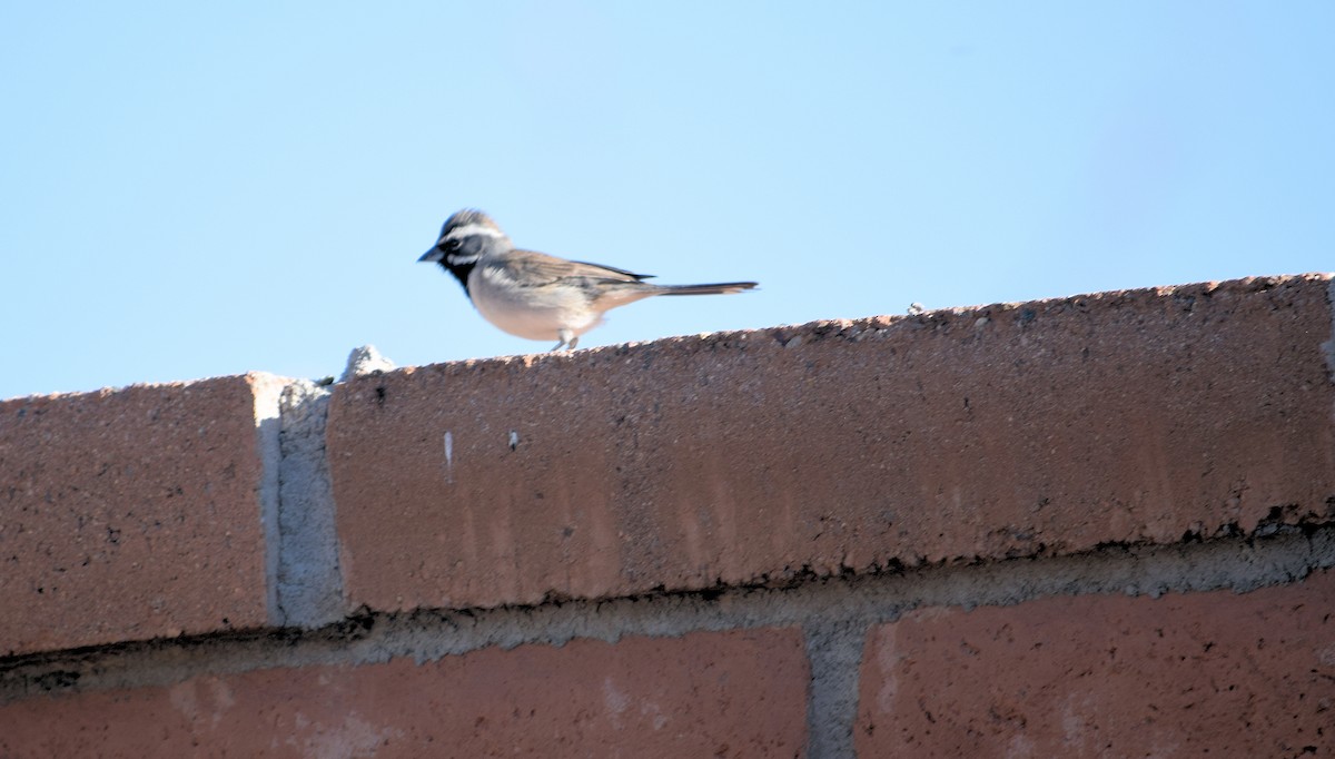 Black-throated Sparrow - Jack Maddox