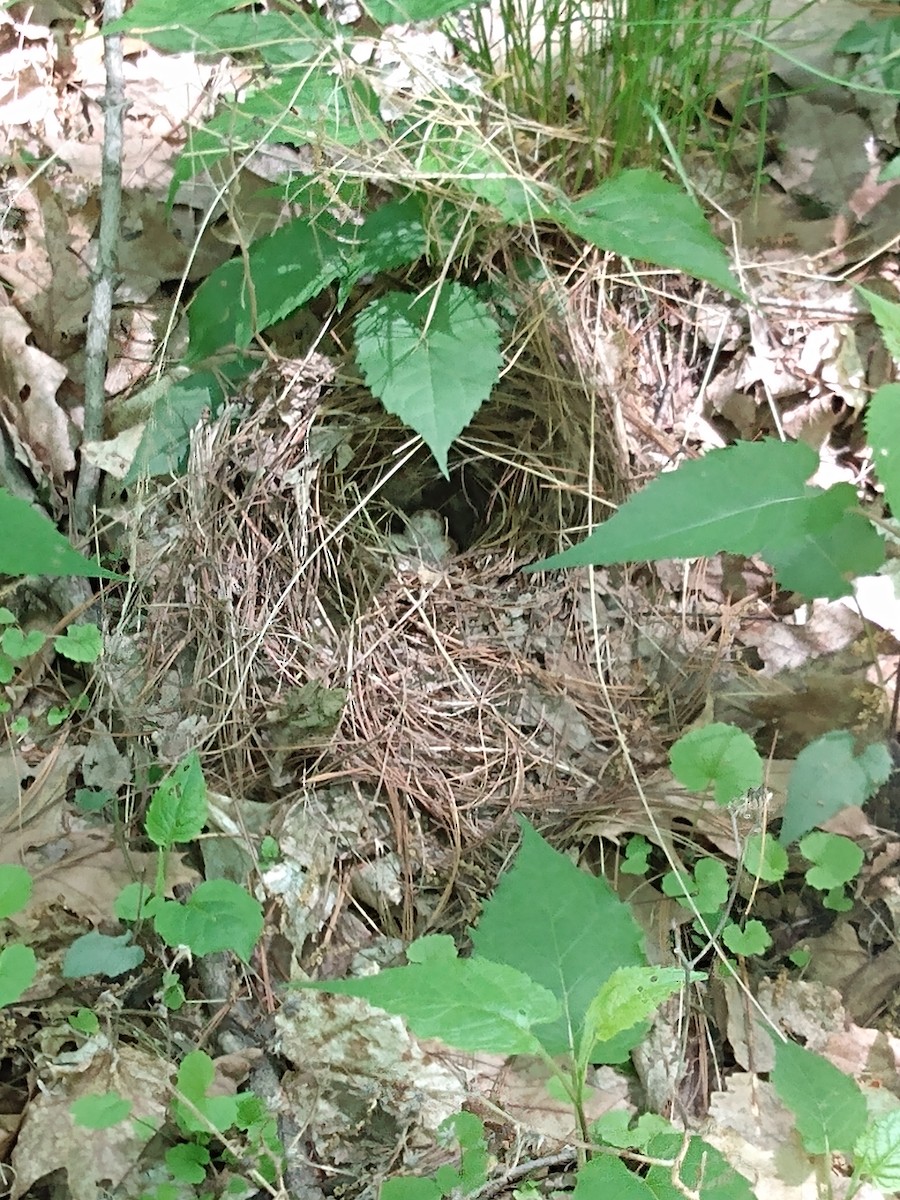 Ovenbird - ML453231901