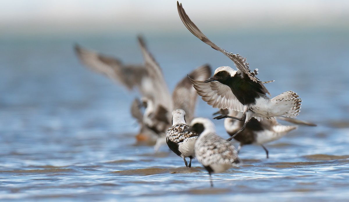 Black-bellied Plover - Connor Bowhay