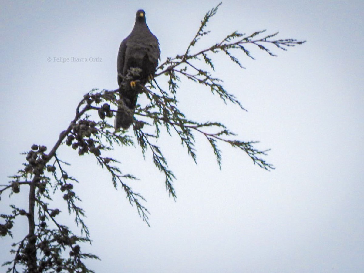 Band-tailed Pigeon - ML453232661