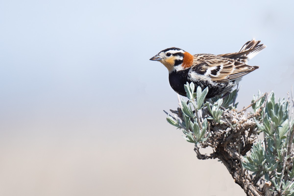 Chestnut-collared Longspur - ML453232741