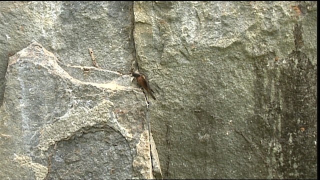Ласточковый мухолов (ferruginea/sclateri) - ML453234
