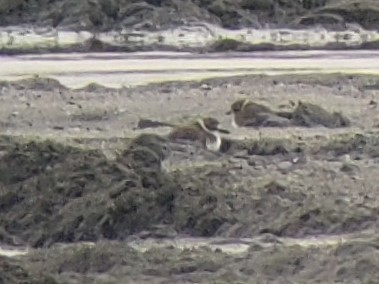 Wilson's Plover - ML453234091