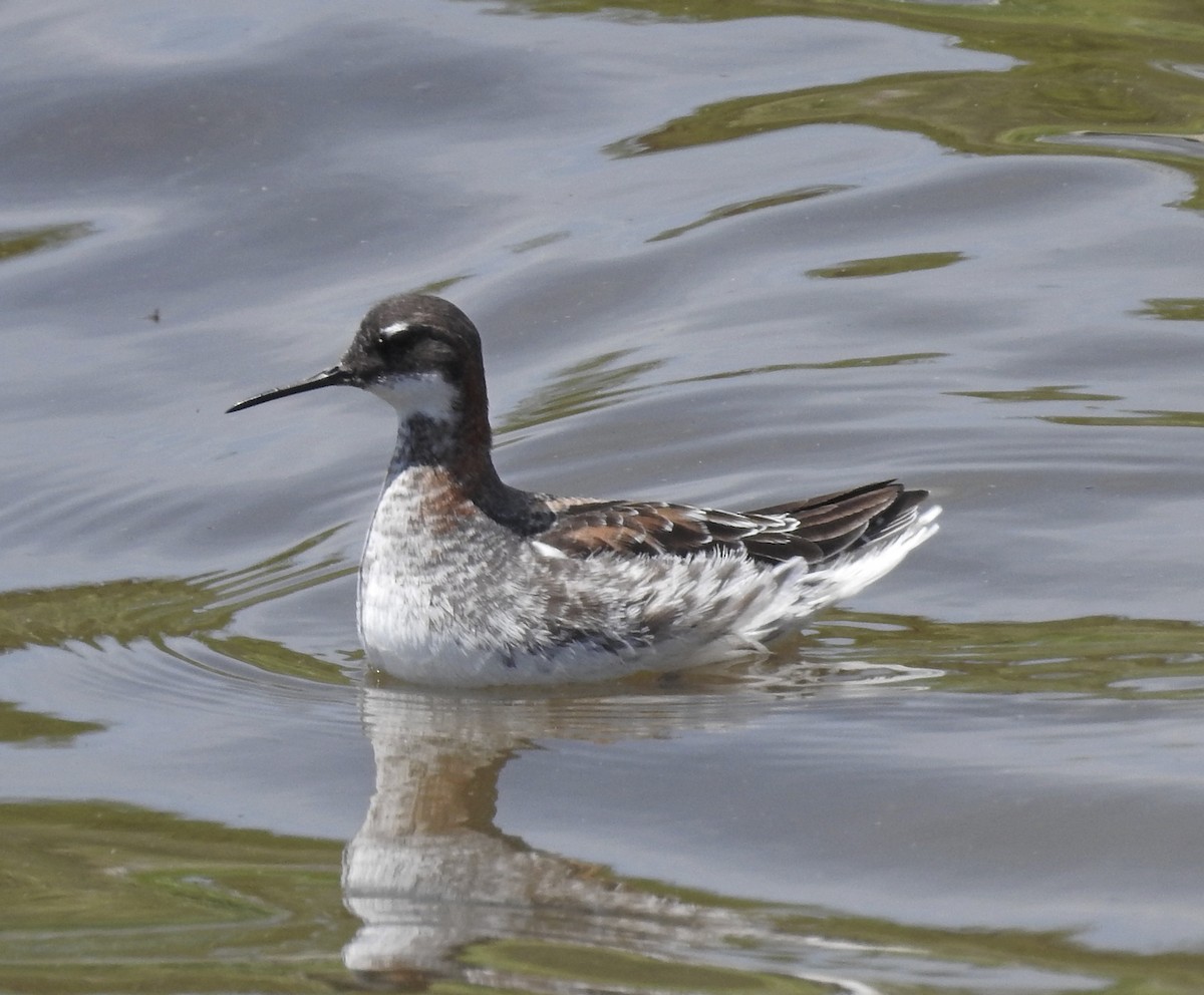 Red-necked Phalarope - Dan Prima