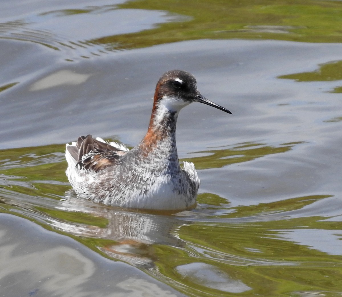 Phalarope à bec étroit - ML453235191