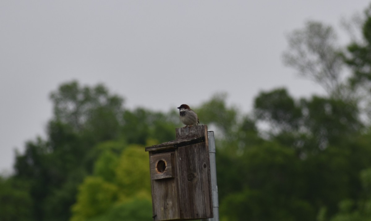 White-throated Sparrow - ML453237291