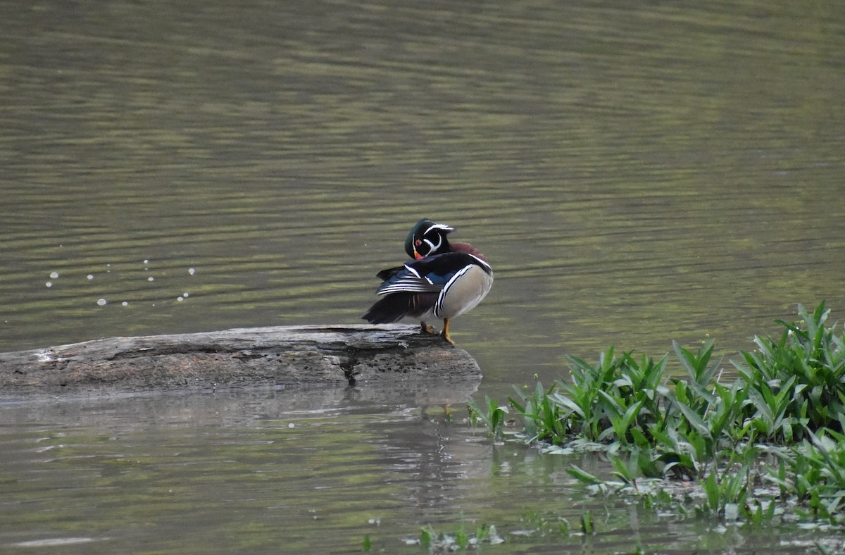 Wood Duck - ML453237341