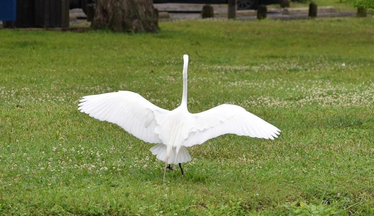 Grande Aigrette - ML453237371