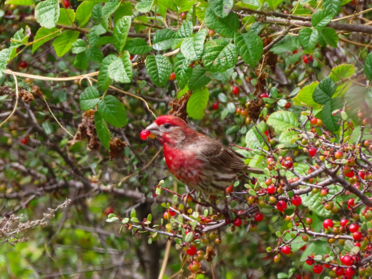 House Finch - ML453237471