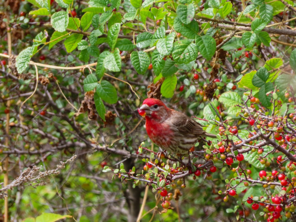 House Finch - ML453237501