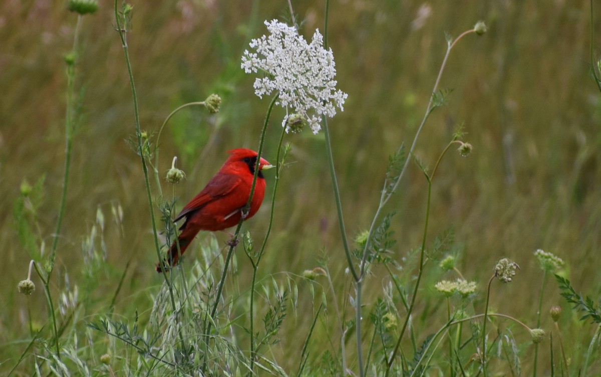 Northern Cardinal - ML453237741