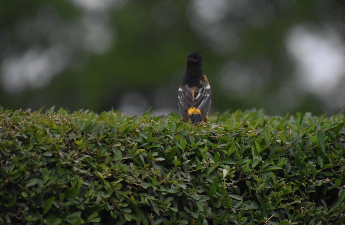 Oriole de Baltimore - ML453237801