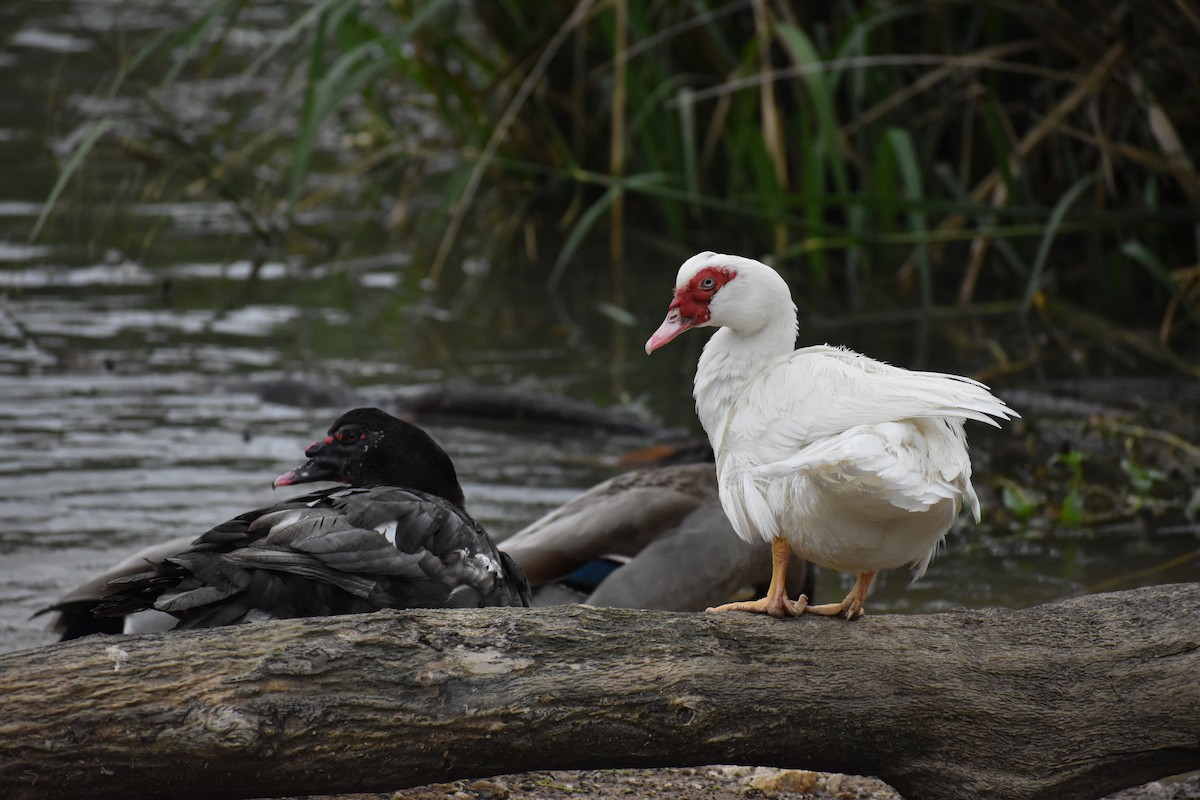 Muscovy Duck (Domestic type) - ML453237861