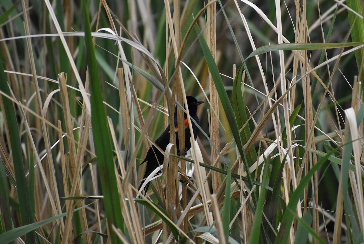 Red-winged Blackbird - ML453237911