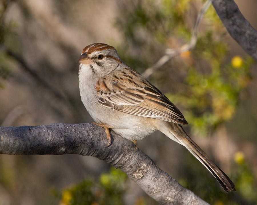 Rufous-winged Sparrow - ML453238801
