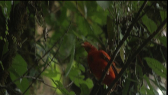 Guianan Cock-of-the-rock - ML453239