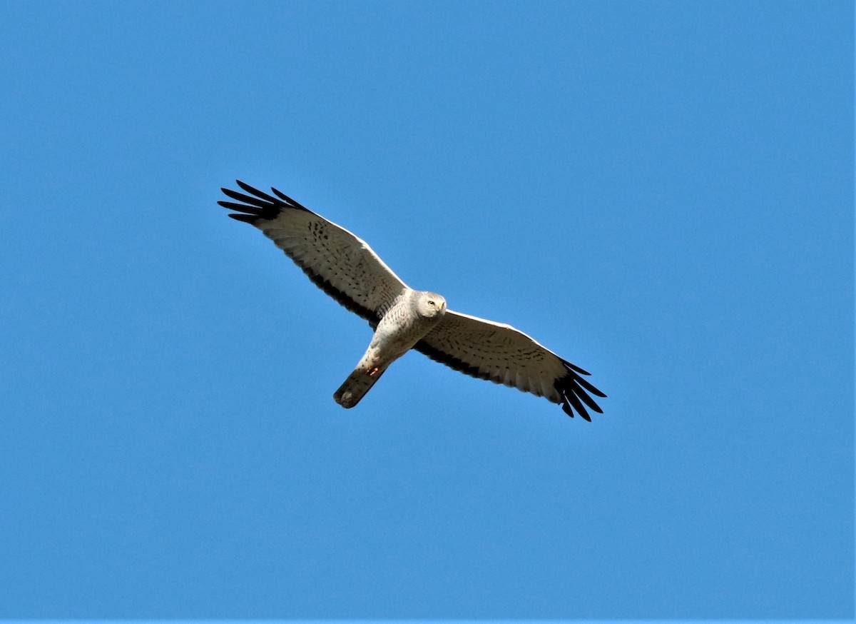 Northern Harrier - Lynda Noel